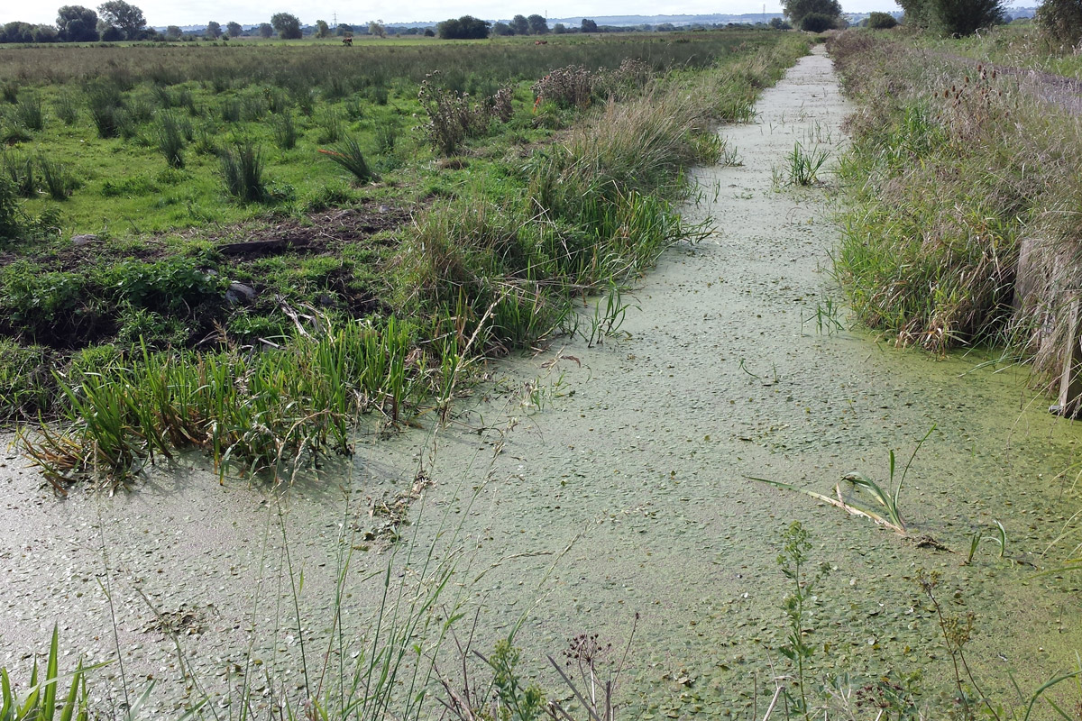 Somerset Council Announce Phosphates Credit System
